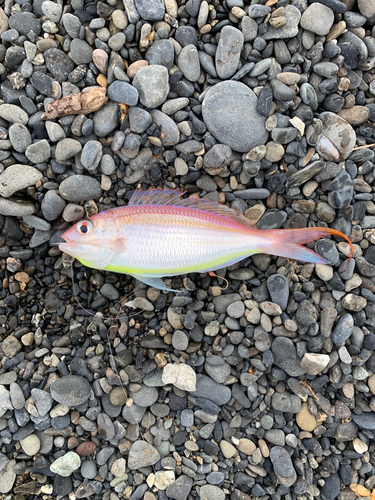 イトヨリダイの釣果