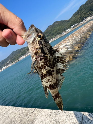 タケノコメバルの釣果