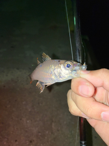 キンギョの釣果