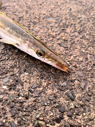 カマスの釣果