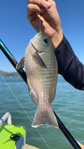 クロの釣果