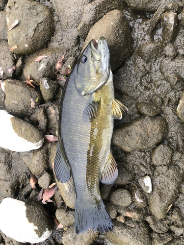 スモールマウスバスの釣果