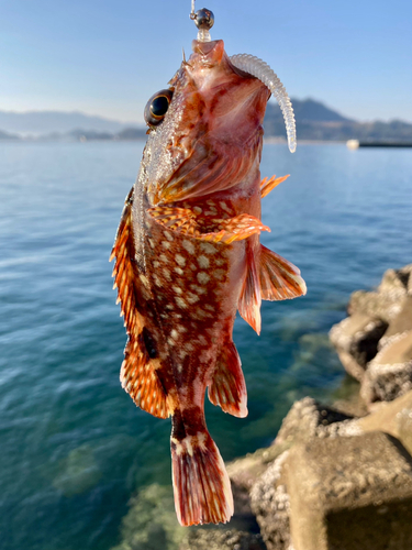 カサゴの釣果