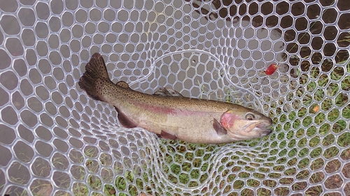 ニジマスの釣果