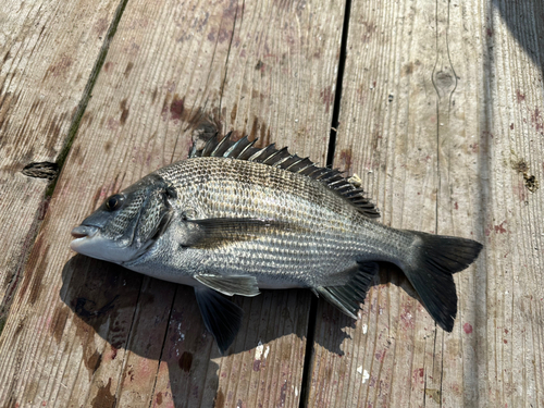 メイタの釣果