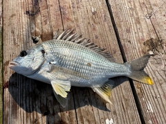 キチヌの釣果