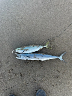 ワカシの釣果