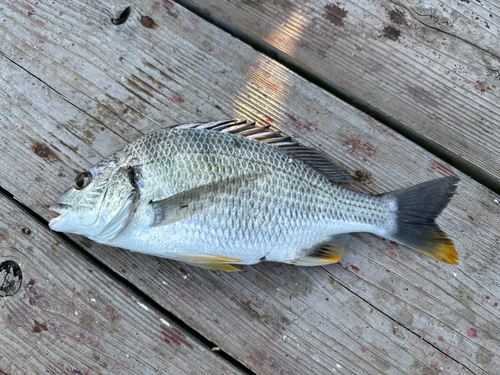 キチヌの釣果