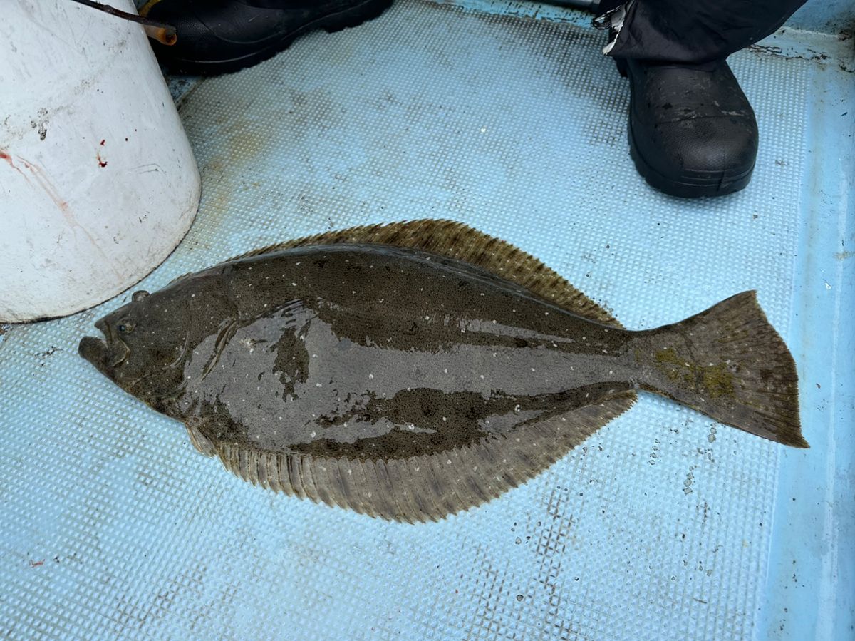 ホクロさんの釣果 1枚目の画像