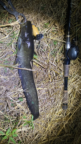 マナマズの釣果