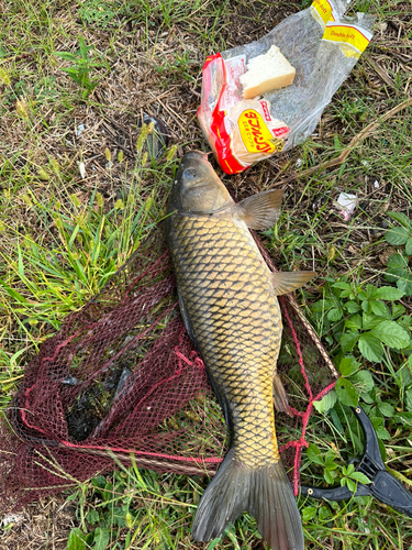 コイの釣果