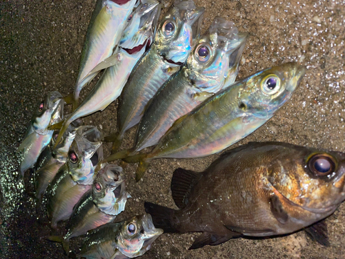 アジの釣果