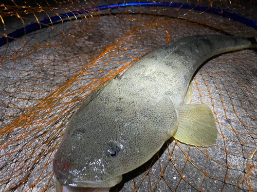 マゴチの釣果