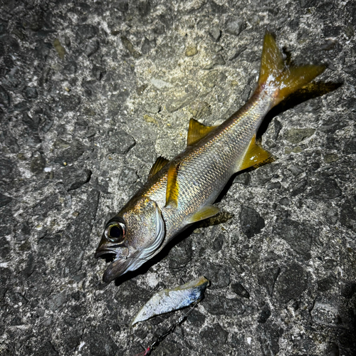 ムツの釣果