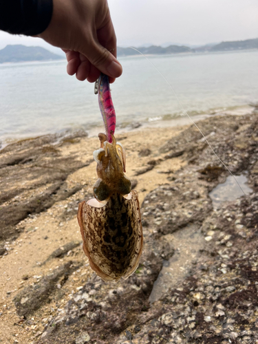 コウイカの釣果