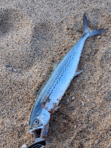 サゴシの釣果