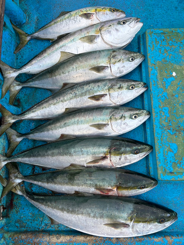 ブリの釣果