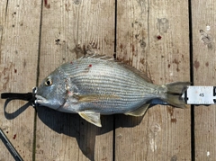 ヘダイの釣果