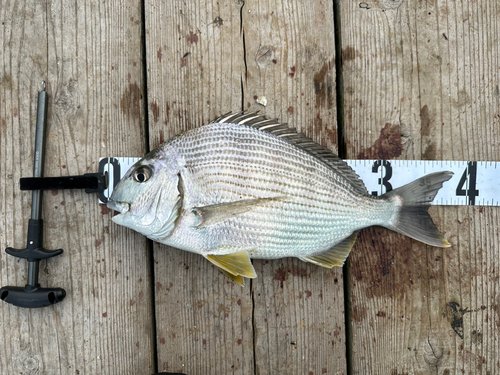 ヘダイの釣果