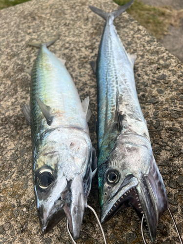 サバの釣果