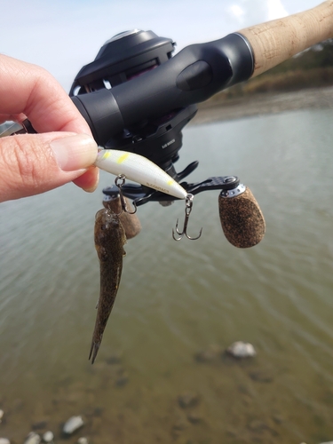 ハゼの釣果