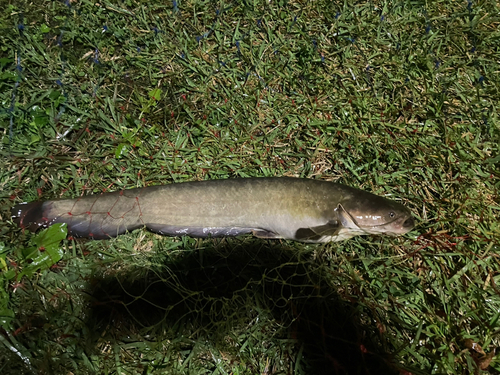 ナマズの釣果