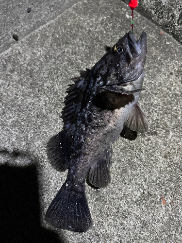 クロソイの釣果