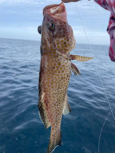 オオモンハタの釣果