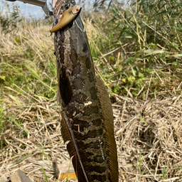 タカオの釣果