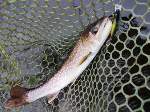 アメマスの釣果