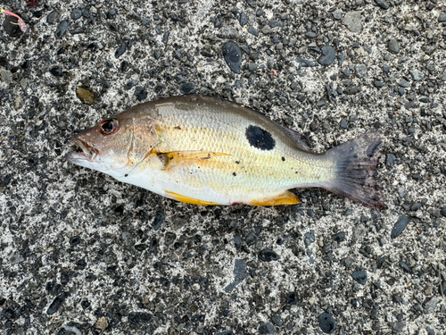 クロホシフエダイの釣果