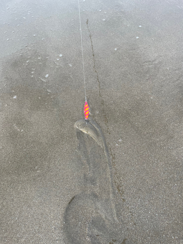 シタビラメの釣果