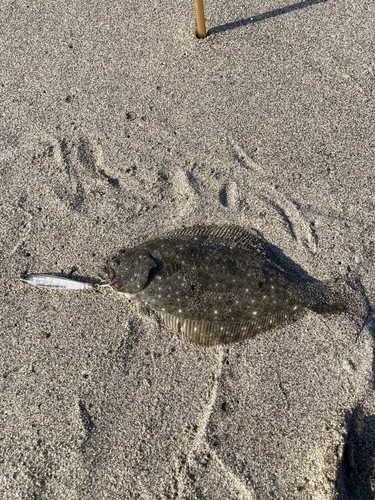 ソゲの釣果