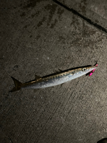 カマスの釣果