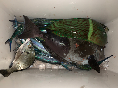 ニザダイの釣果