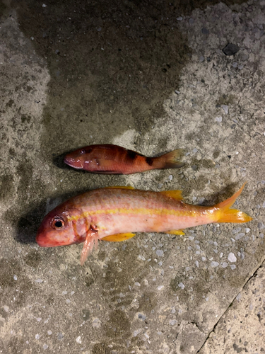 アカヒメジの釣果