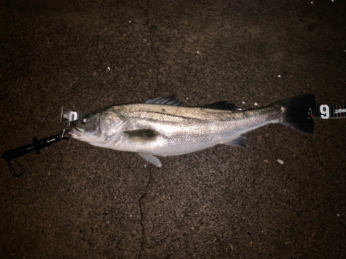 スズキの釣果