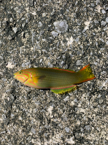 ヤマブキベラの釣果