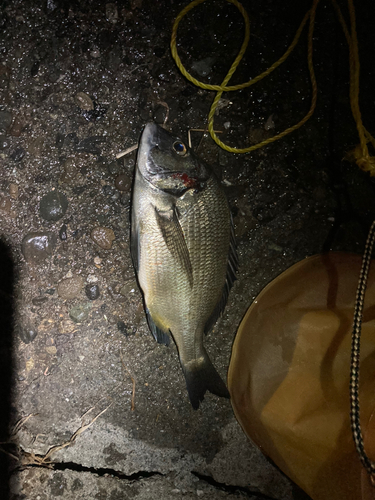 クロダイの釣果