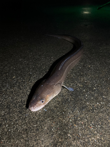 マアナゴの釣果