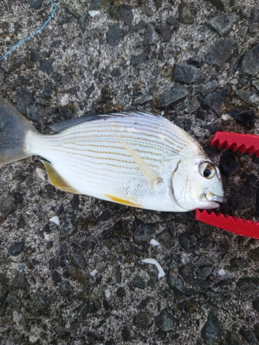 ヘダイの釣果