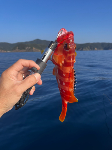 アオハタの釣果