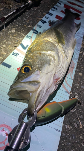 シーバスの釣果