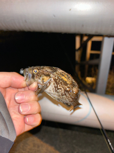 クロソイの釣果