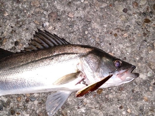 セイゴ（マルスズキ）の釣果