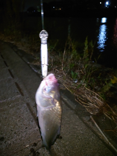 ヘラブナの釣果