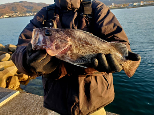 クロソイの釣果