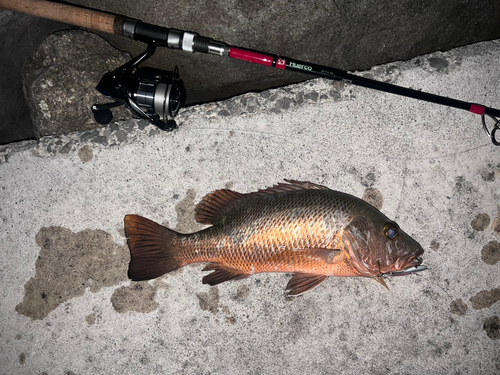 ゴマフエダイの釣果