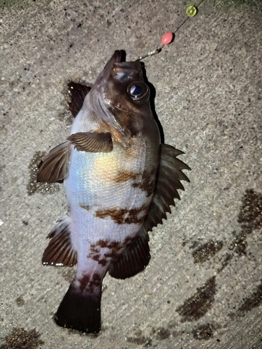 メバルの釣果