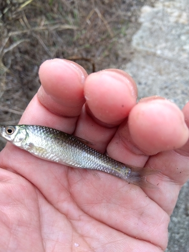 モツゴの釣果